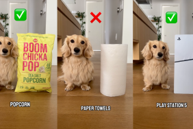 Dachshund height video