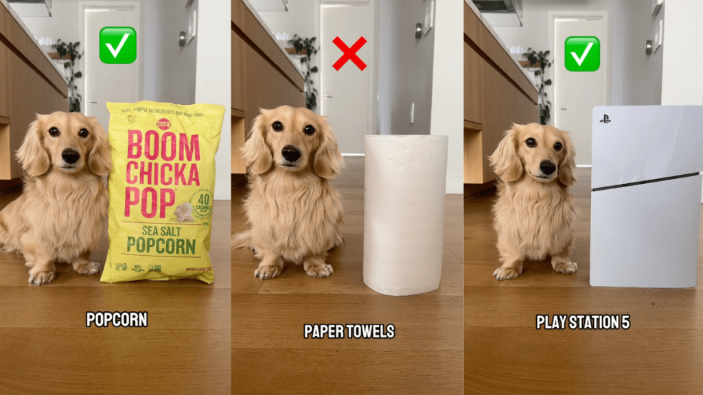 Dachshund height video
