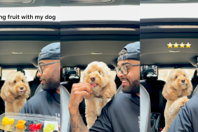 Dog tasting and reviewing fruits.