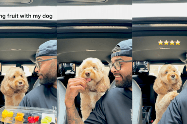 Dog tasting and reviewing fruits.