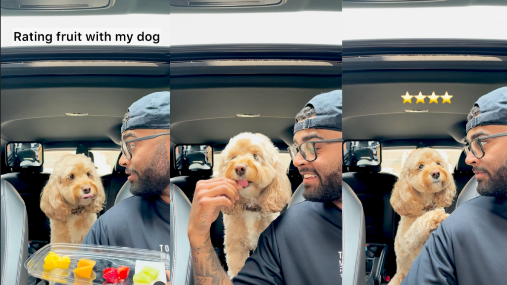 Dog tasting and reviewing fruits.