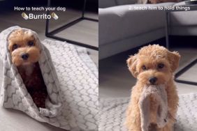 Maltipoo aces becoming a 'burrito' with the help of owner in video