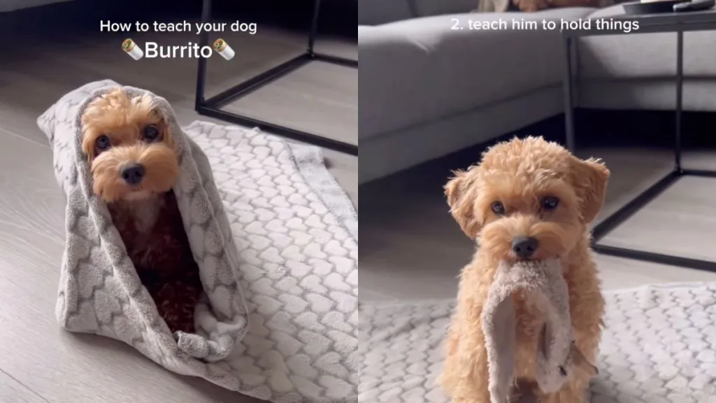 Maltipoo aces becoming a 'burrito' with the help of owner in video