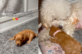 Puppy and Mom.