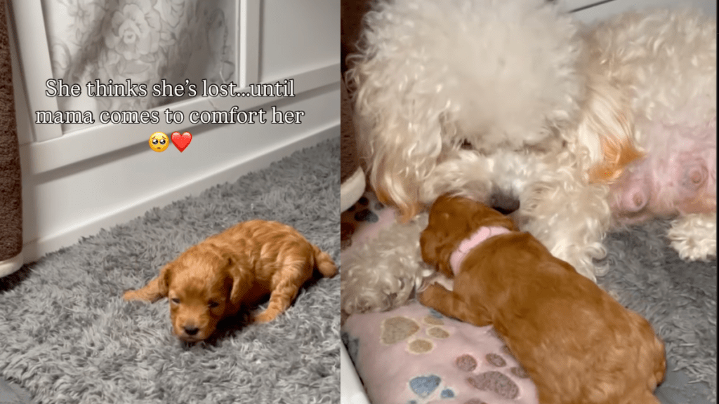 Puppy and Mom.