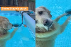 Golden Retriever successfully retrieves stuck fish toy without owner's help