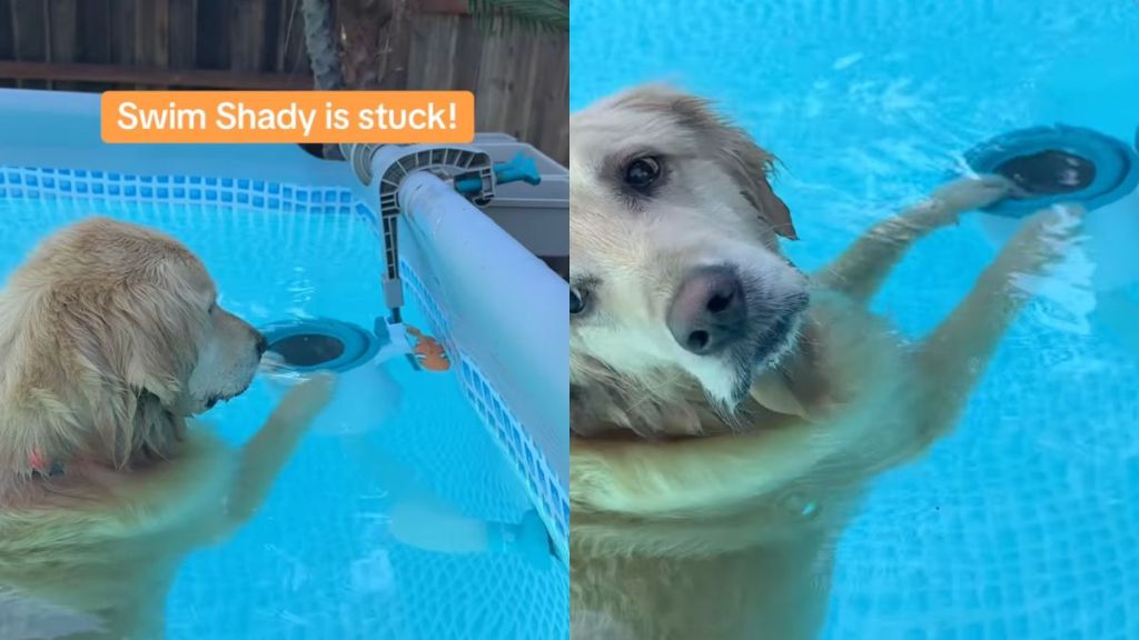 Golden Retriever successfully retrieves stuck fish toy without owner's help