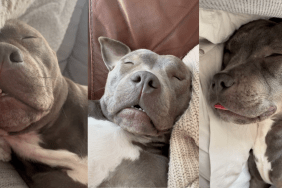 Dog snoring.