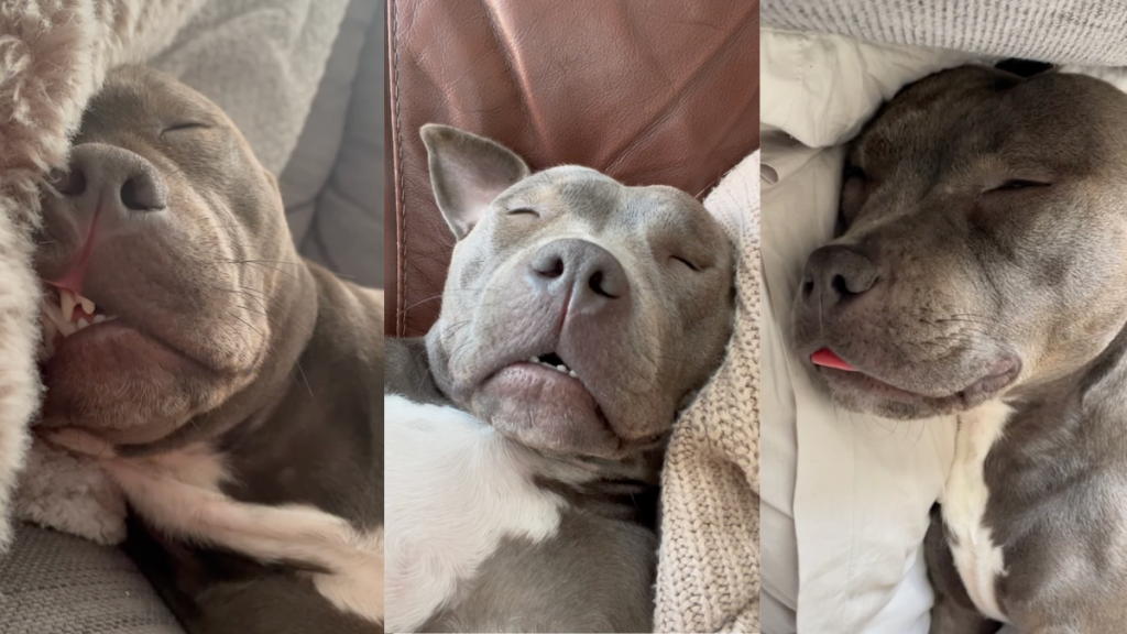 Dog snoring.