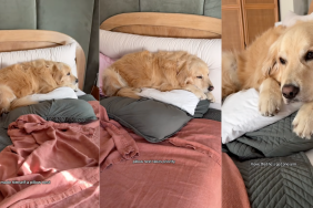 Dog and his pillow nest.
