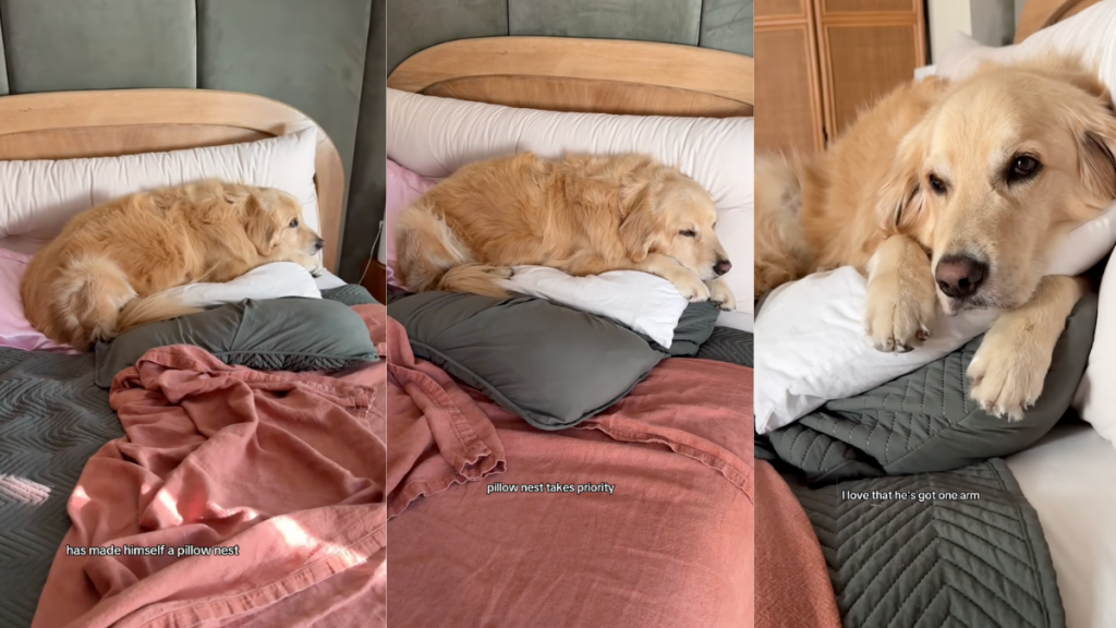Dog and his pillow nest.