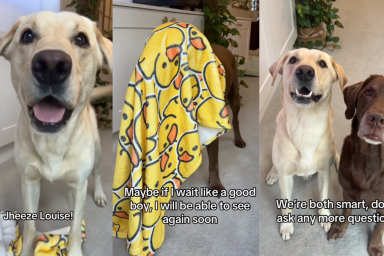 Ollie and Tato take an IQ test.