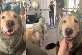 Golden Retriever as a Labubu.