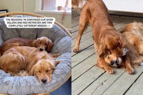 Owner shares key differences between Golden Retriever siblings in video