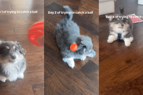 Corgi's attempts to catch a ball.