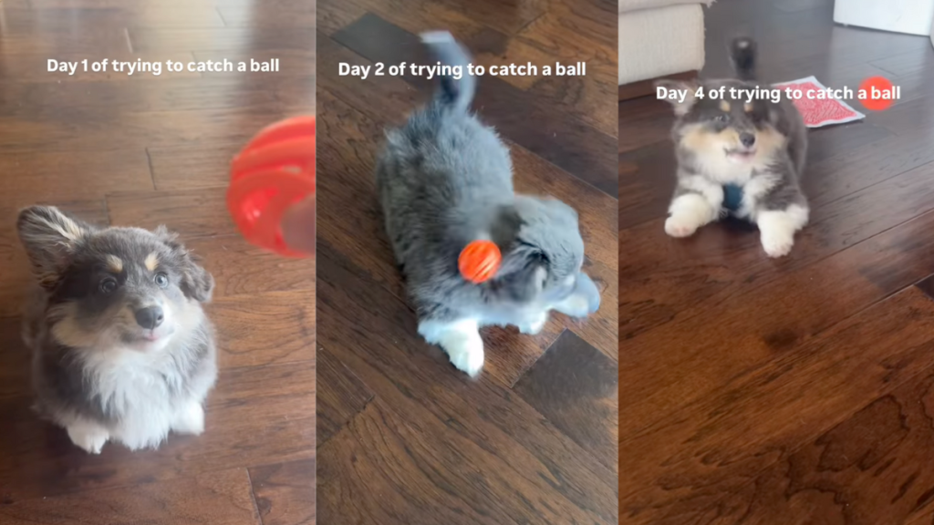 Corgi's attempts to catch a ball.