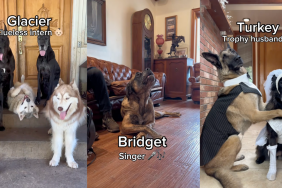 14 dogs and their potential jobs.