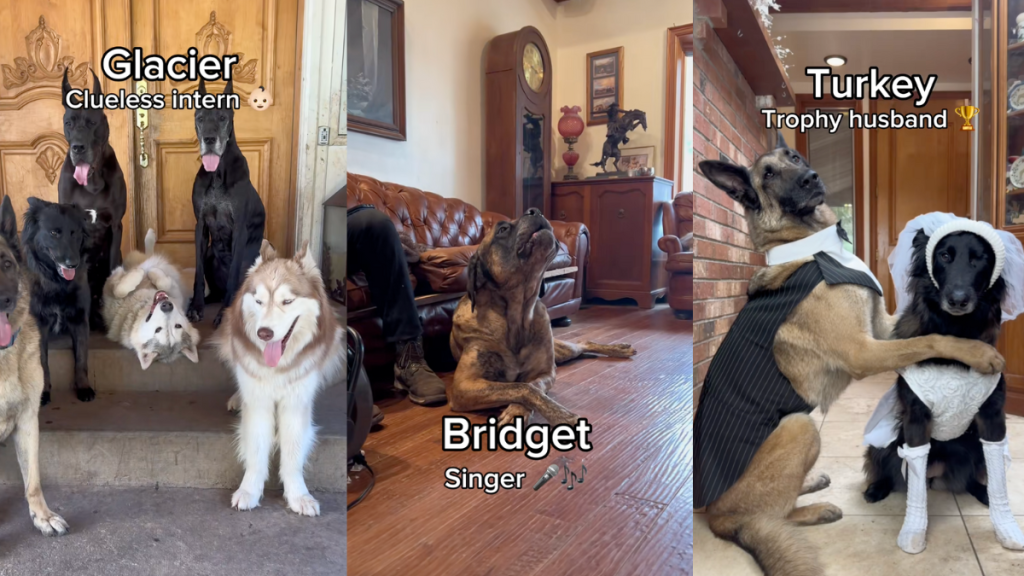 14 dogs and their potential jobs.