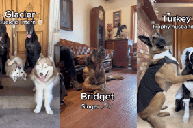 14 dogs and their potential jobs.