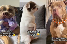 Pack of dogs and their problems.