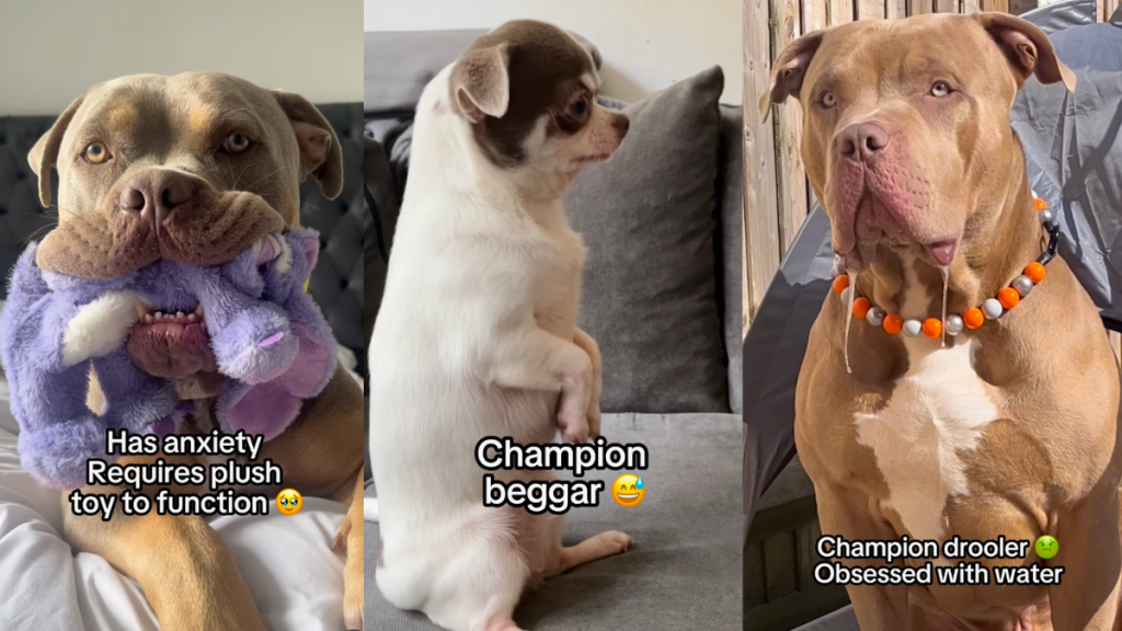 Pack of dogs and their problems.