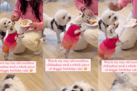 Chihuahua Pennt steals a whole slice of cake.