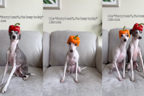 Italian Greyhounds wearing hats made of bell peppers