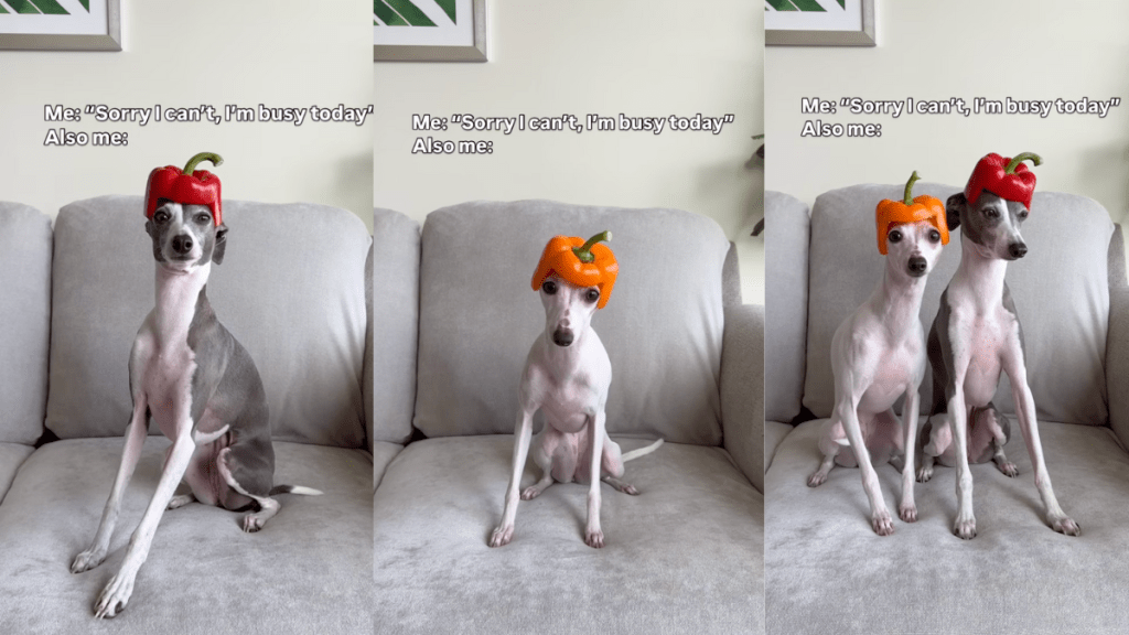 Italian Greyhounds wearing hats made of bell peppers