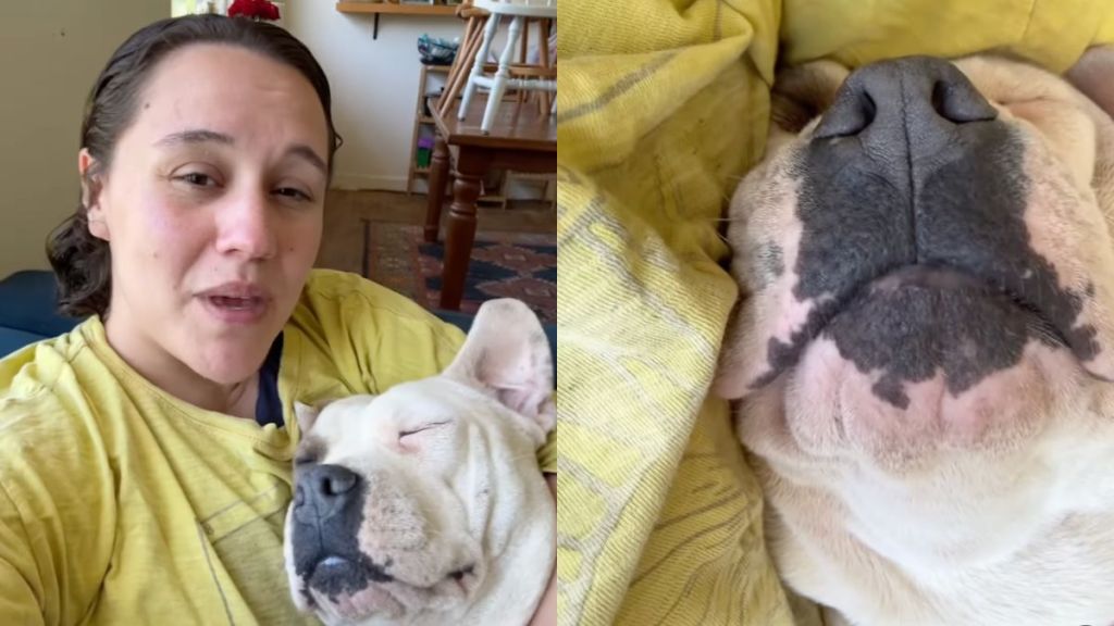 Owner shares how their Pit Bull saved their life in video