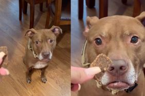 Pit Bull reacts to owner breaking the treat in half in video