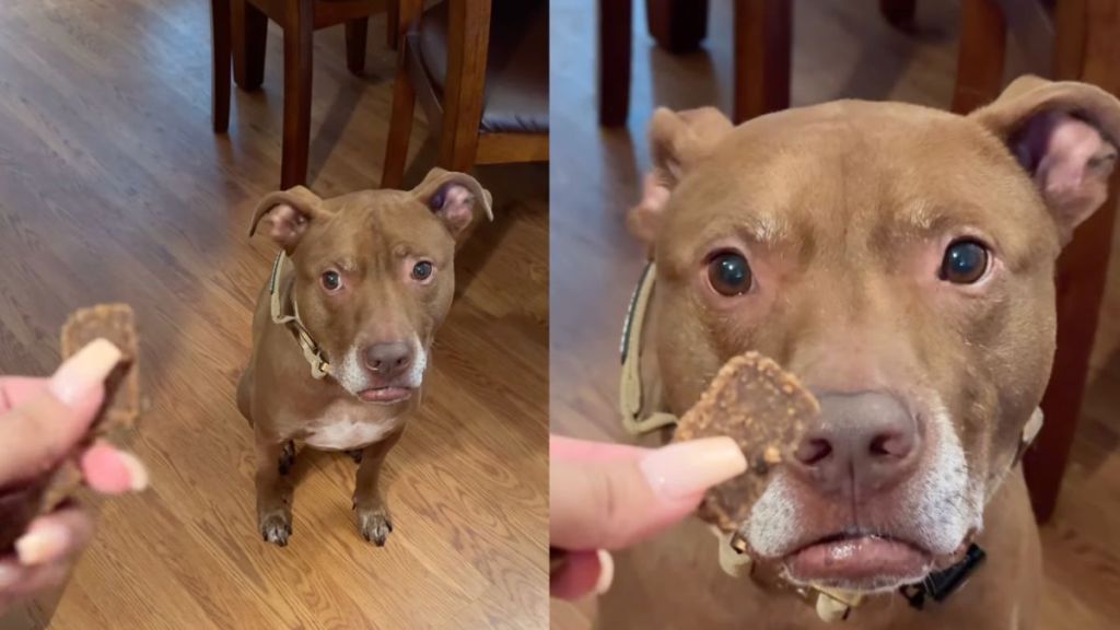 Pit Bull reacts to owner breaking the treat in half in video