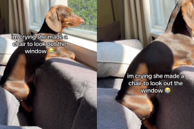 Dog sitting on a chair of cushions.