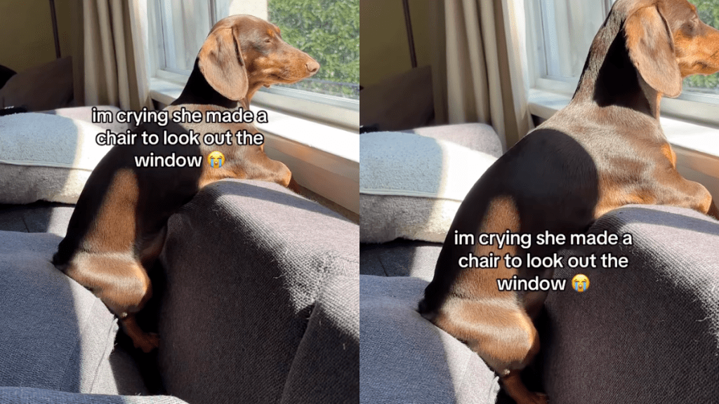 Dog sitting on a chair of cushions.