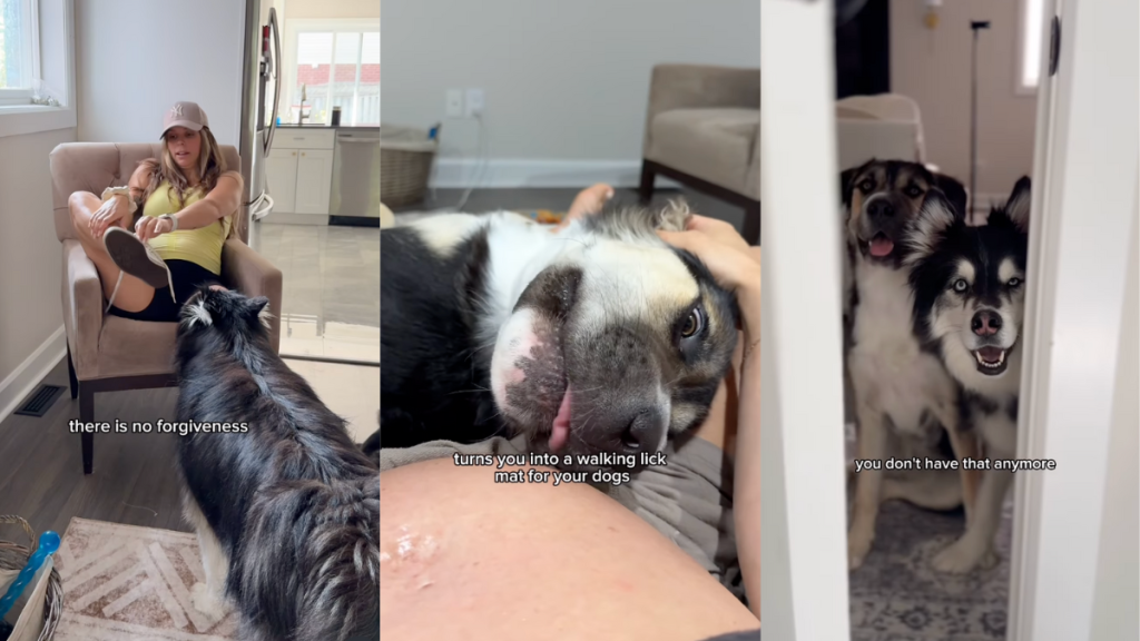 Life as a pregnant dog mom.