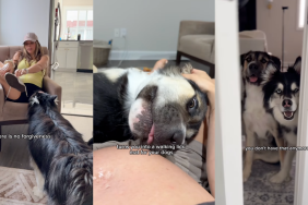 Life as a pregnant dog mom.