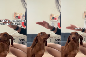 Dachshund's owner pretends to pet her.