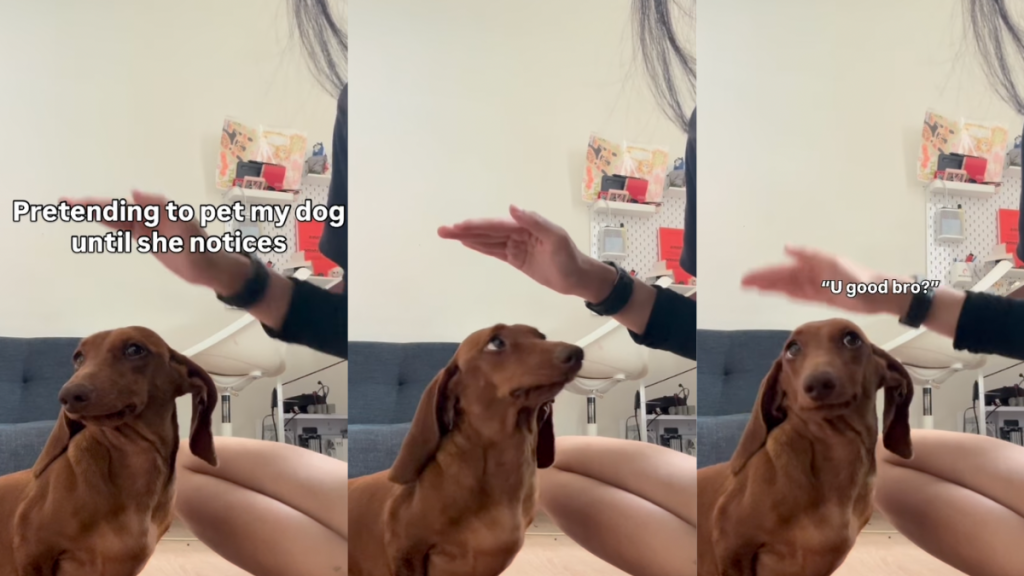 Dachshund's owner pretends to pet her.