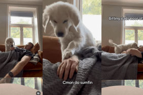 Puppy won't let his dad take a power nap