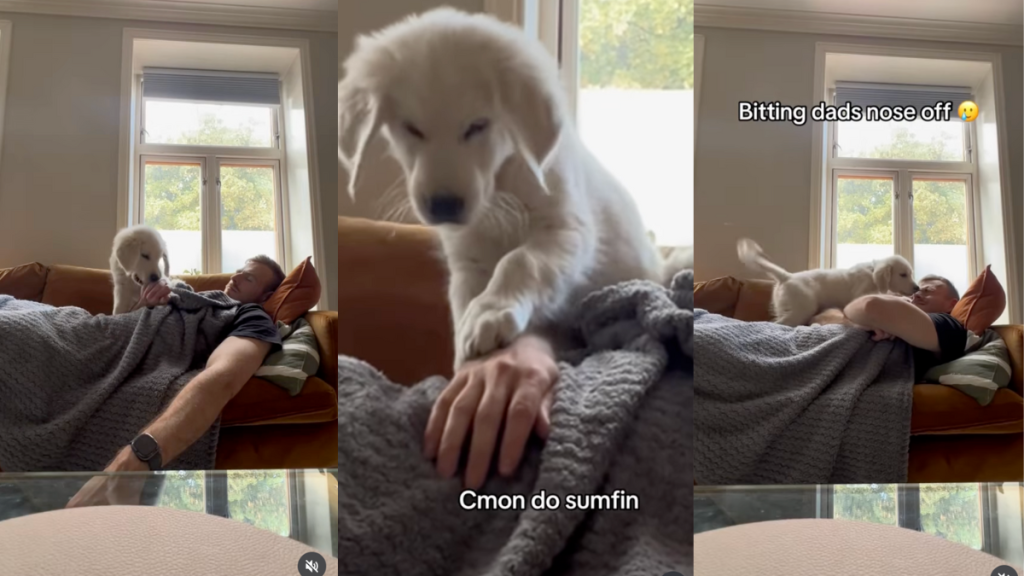 Puppy won't let his dad take a power nap