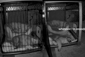 Puppy sleeping in an open crate