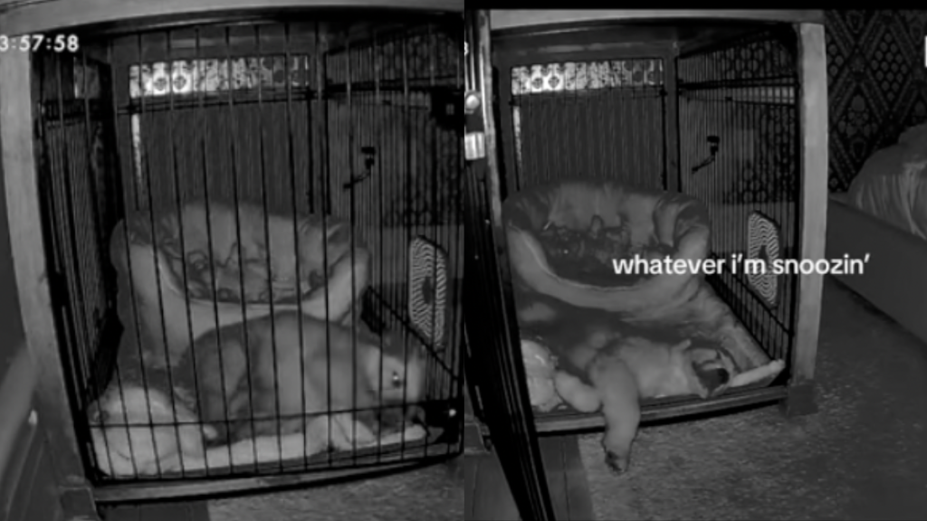 Puppy sleeping in an open crate