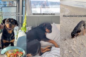 Owner shows Rottweiler is 'just a tiny human in a dog suit' in video