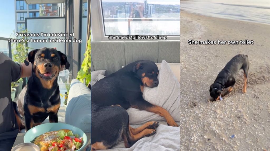 Owner shows Rottweiler is 'just a tiny human in a dog suit' in video