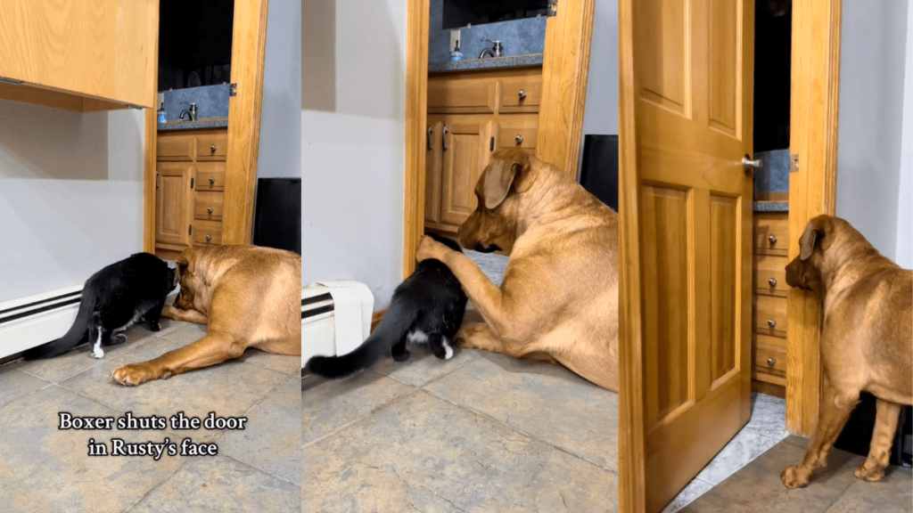Cat shuts the door in dog's face