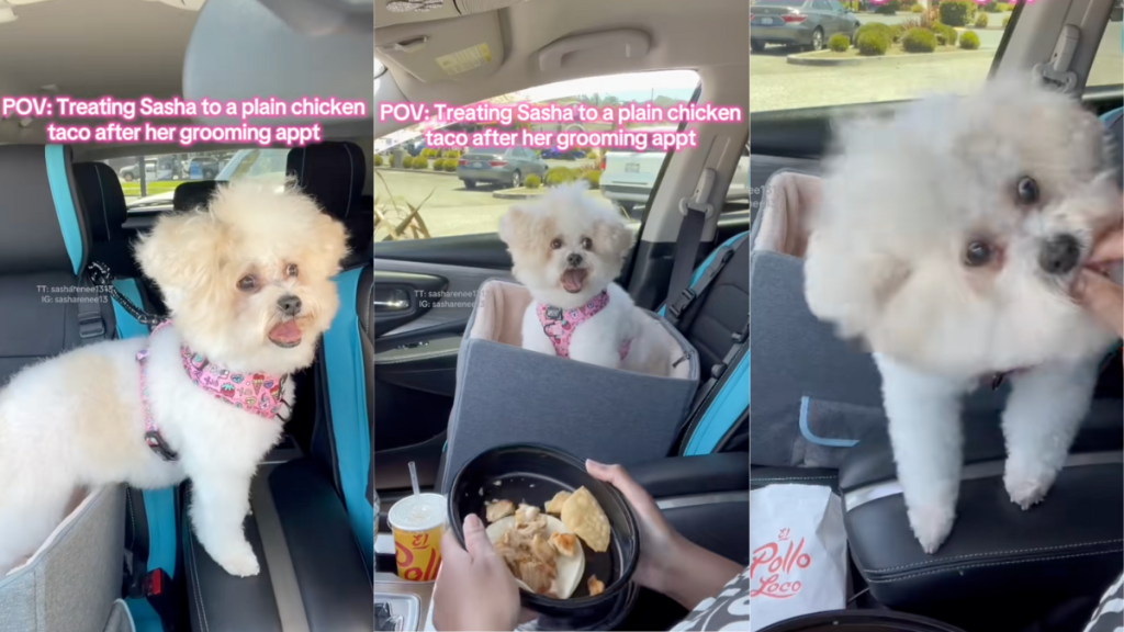 Dog enjoying a taco after groomer's appointment