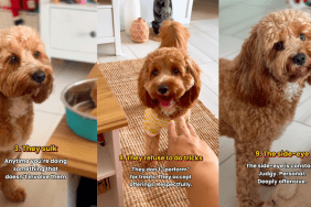 Cavapoo being sassy.