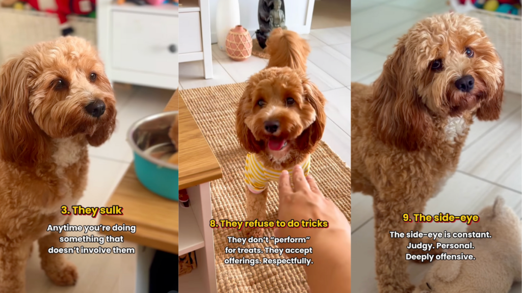 Cavapoo being sassy.