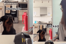 dog treats video