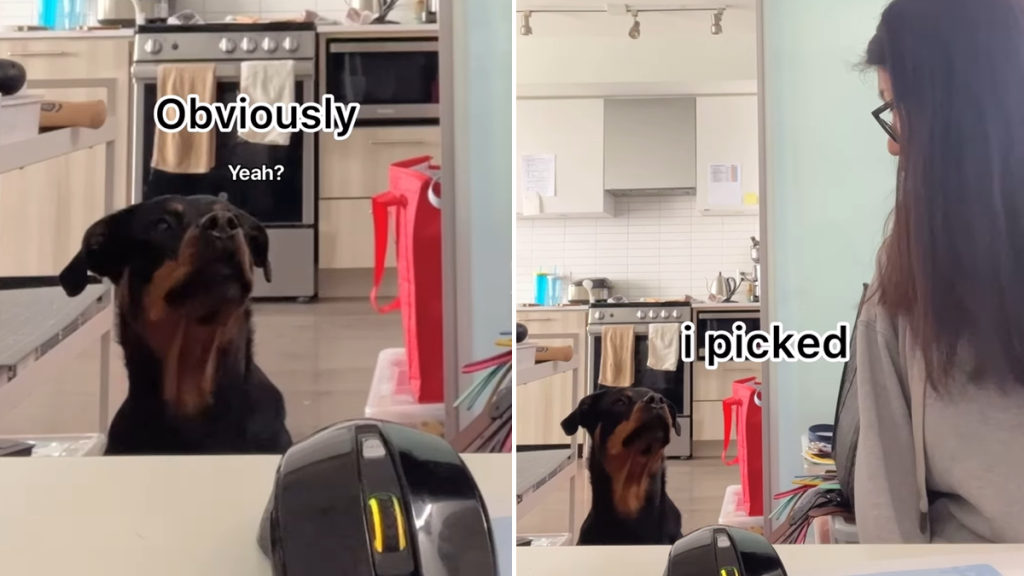 dog treats video