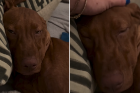 vizsla puppy tired video